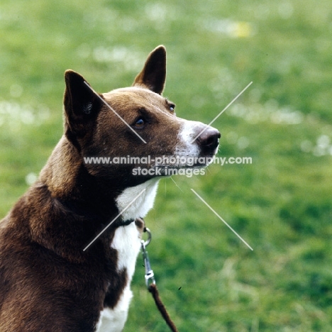 joshua of grey mesa, canaan dog head portrait
