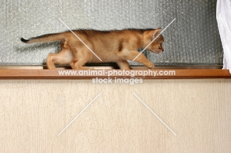 Abyssinian kitten walking on a window sill