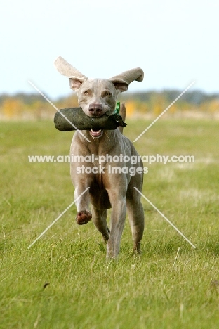 Weimaraner retrieving