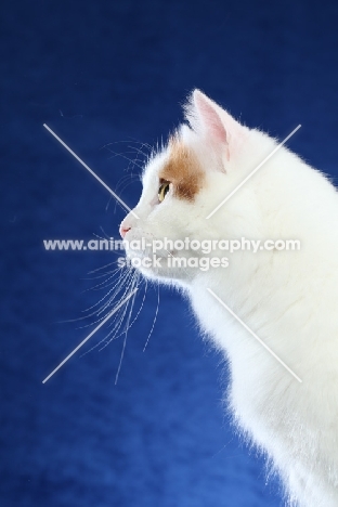 Turkish Van profile