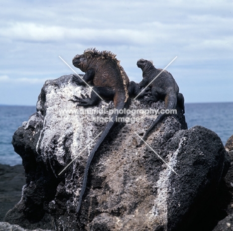 marine iguanas of different ages on isabela island, galapagos islands, looking out to sea together