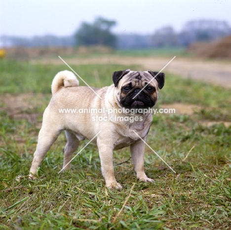 american pug looking at camera in field