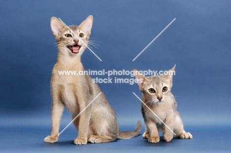 two blue abyssinian kittens on blue background, one meowing