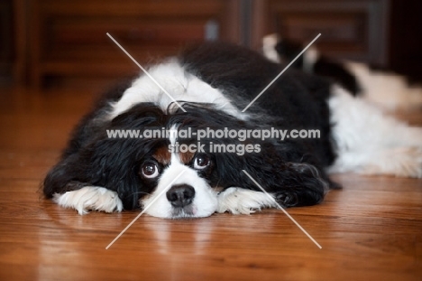 cavalier king charles spaniel lying with head down on hardwood floor