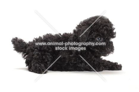 Toy Poodle puppy lying down on white background