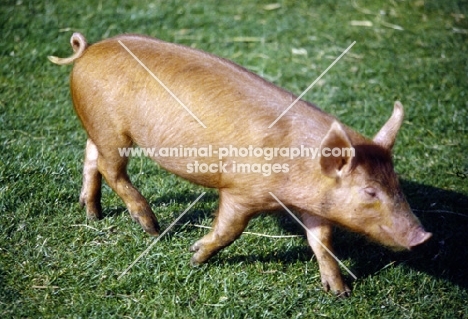 tamworth piglet walking