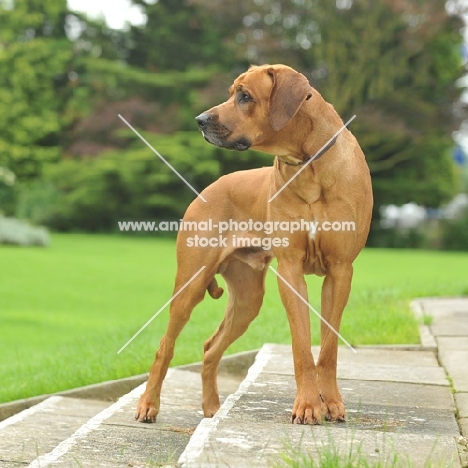 Rhodesian Ridgeback on steps