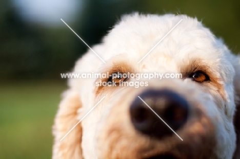 Goldendoodle close up