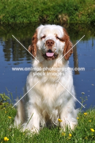 Clumber Spaniel sitting down