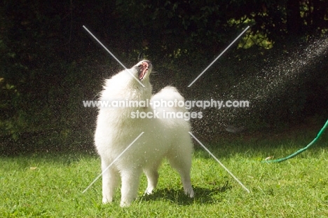 Samoyed playing with hose water