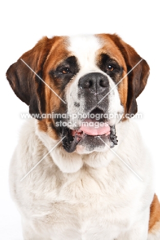 Saint Bernard in studio