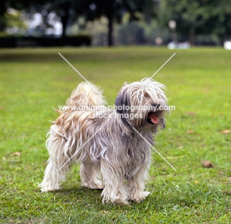 tibetan terrier, ch luneville princess pamba, old style coat