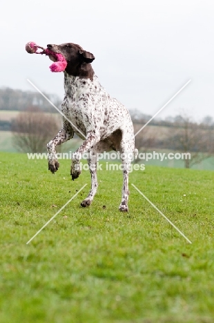 German Shorthaired Pointer jumping with toy