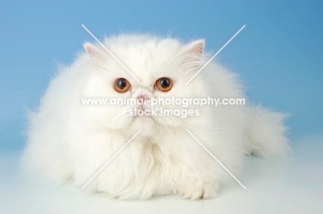 orange eyed white Persian