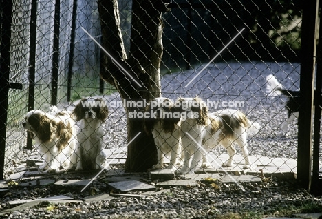 group of young cavalier king charles spaniels in a run 