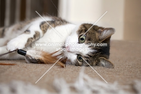 tabby and white young cat playing with feather toy