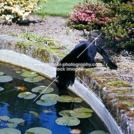 black cat drinking from a pond
