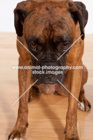 boxer on wooden floor