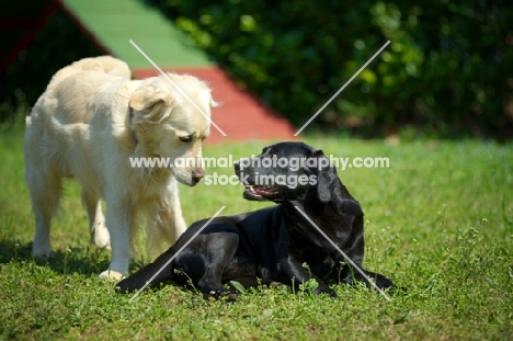 black Labrador retriever and golden retriever making friends