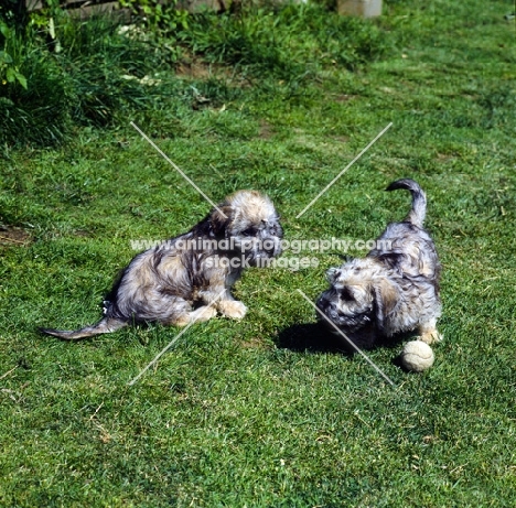 two dandie dinmont puppies playing with a ball