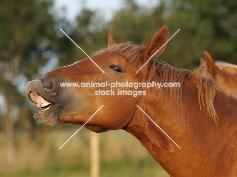 Suffolk Punch portrait, neighing