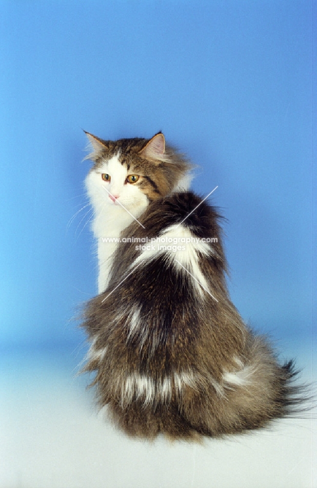 brown and white Norwegian Forest cat