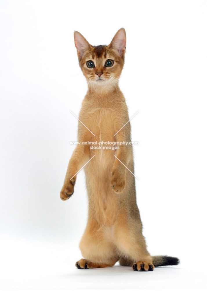 young ruddy abyssinian cat standing on hind legs