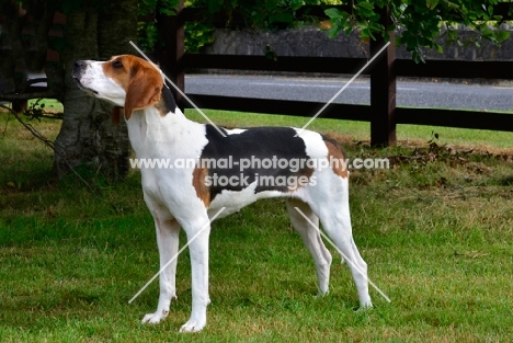 Treeing Walker Coonhound, side view