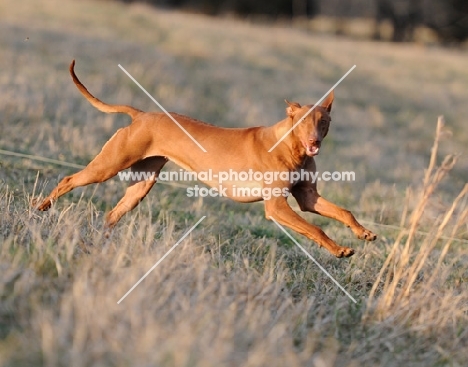 Pharaoh Hound running in field