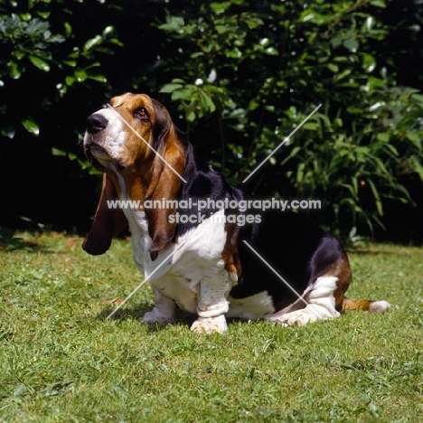 champion basset hound sitting on grass