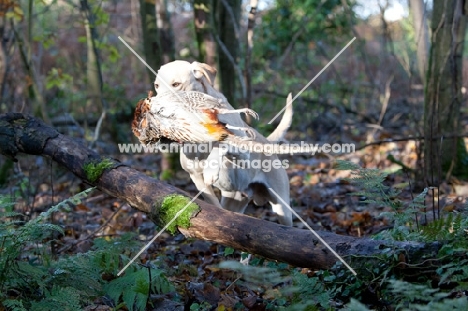 Labrador retriever retrieving bird