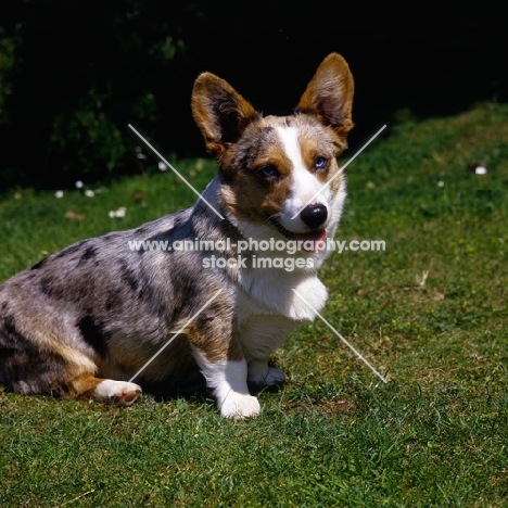 cardigan corgi sitting on grass