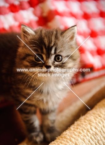 Straight eared Scottish Fold kitten.