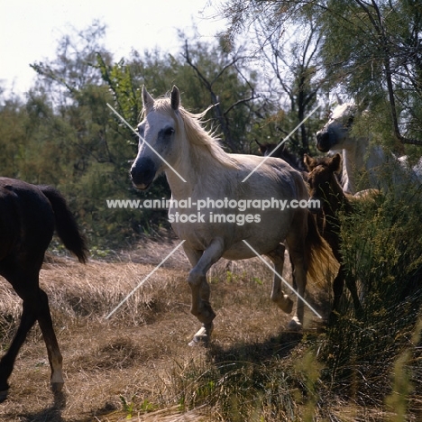 Camargue mares and their foals trotting down path in Camargue
