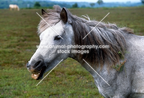 new forest pony mouthing