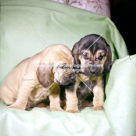 two bloodhound puppies sitting on a chair