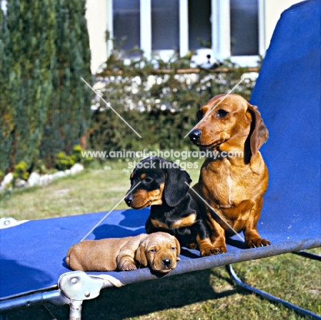 three minature smooth-haired dachshunds on sun lounger
