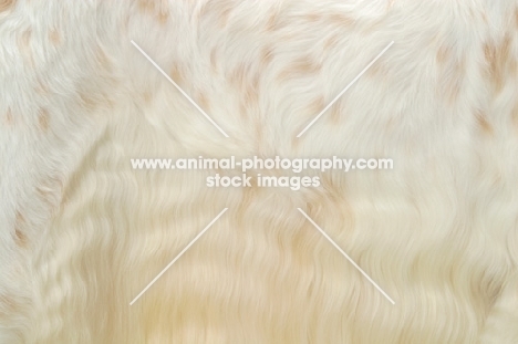 Orange Belton coloured Champion English Setter, coat detail