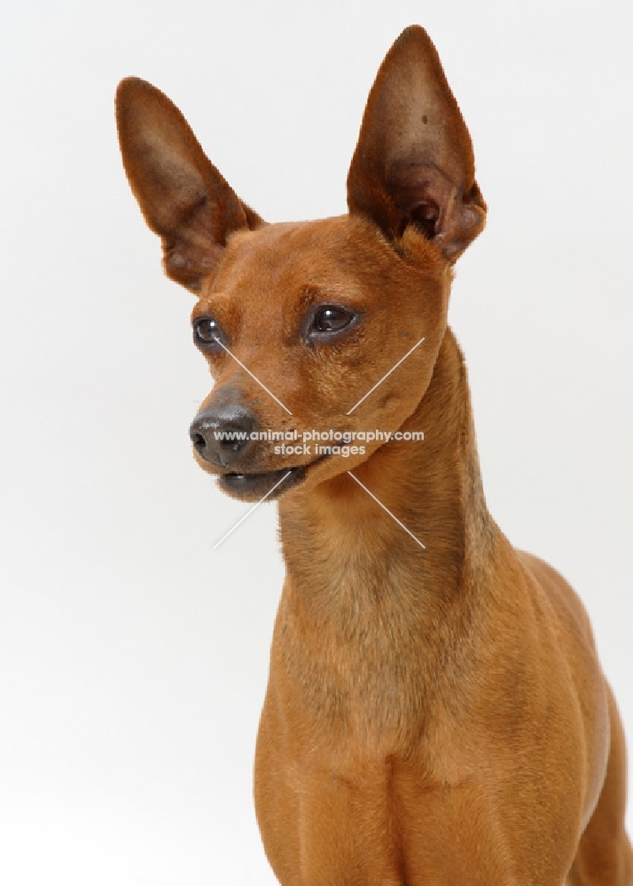 red Miniature Pinscher, Australian Champion, front view