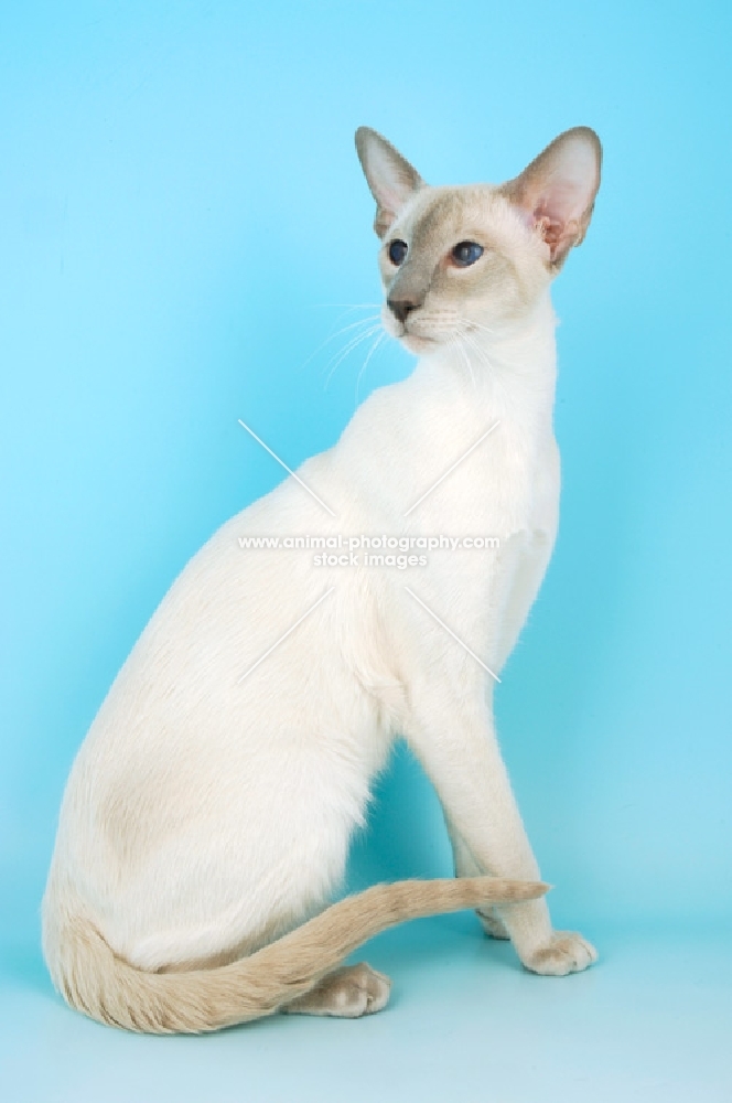 lilac point siamese cat