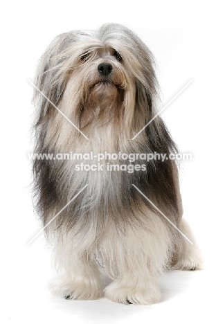 Australian Grand Champion Lowchen on white background