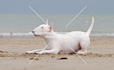 Playful Bull Terrier on the beach
