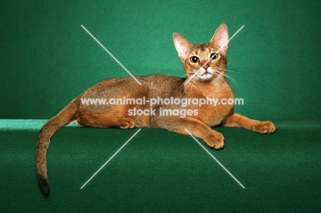 champion ruddy Abyssinian male crouched against a bright green background looking at camera.