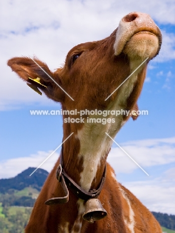 calf wearing bell