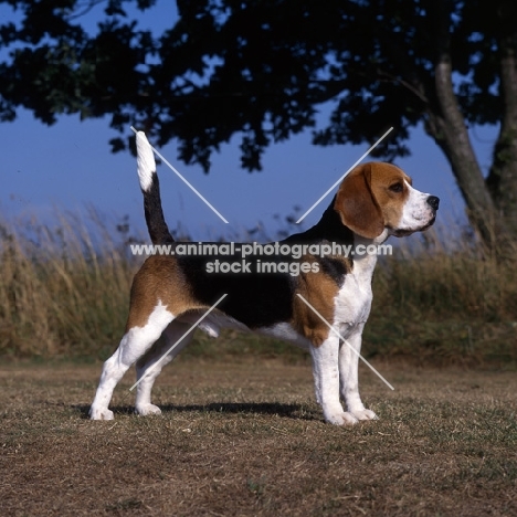champion dialynne tolliver of tragband (mikey), beagle standing on grass