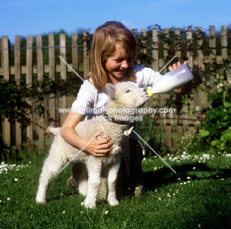 lamb drinking  milk from a bottle of