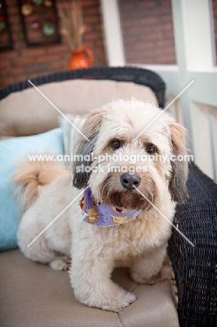 wheaten terrier mix sitting