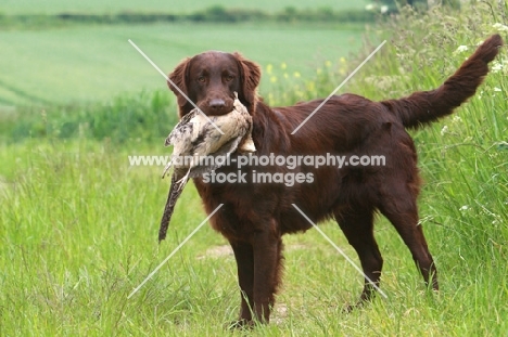 Flatcoated Retriever with bird