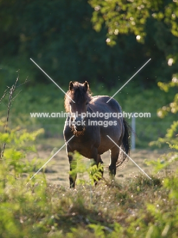 wild Exmoor pony