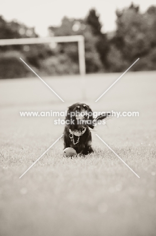 longhaired miniature Dachshund in field